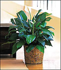 Medium Spathiphyllum Plant