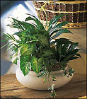Medium Dish Garden