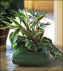 Small Garden Dish