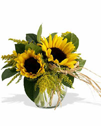 Sunflowers so Sassy