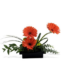 Zen Gerbera 