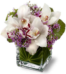 A Bit Of The Tropics - Orchids