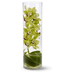 Zensational orchids