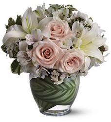TF-WEB293