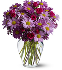 Delightfully Daisy Deluxe