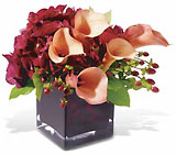 Calla Classique