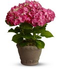 Blooming Heavenly Hydrangea