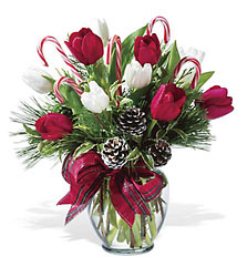 Peppermint Tulips