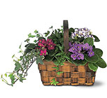 Flower Garden with African Violets and More 