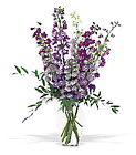 Delphinium Dreams