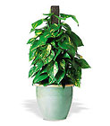Vertical Pothos on Pole