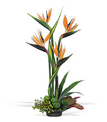 Bird Of Paradise