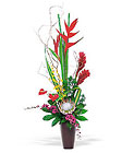 Tropical - 3 foot tall