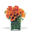 Bronze Callas