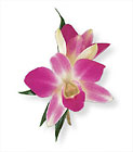 Purple Dendrobium Boutonniere