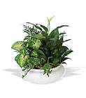 Green Garden Bowl