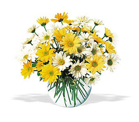 Daisies - starting at $35
