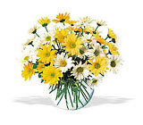 Daisies - starting at $35