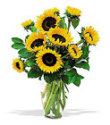 Shining Sunflowers