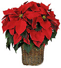 Red Poinsettia