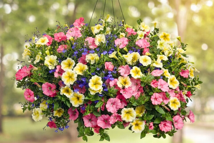 10" HANGING BLOOMING BASKET  from Richardson's Flowers in Medford, NJ