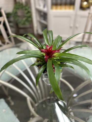 Bromiliad from Richardson's Flowers in Medford, NJ