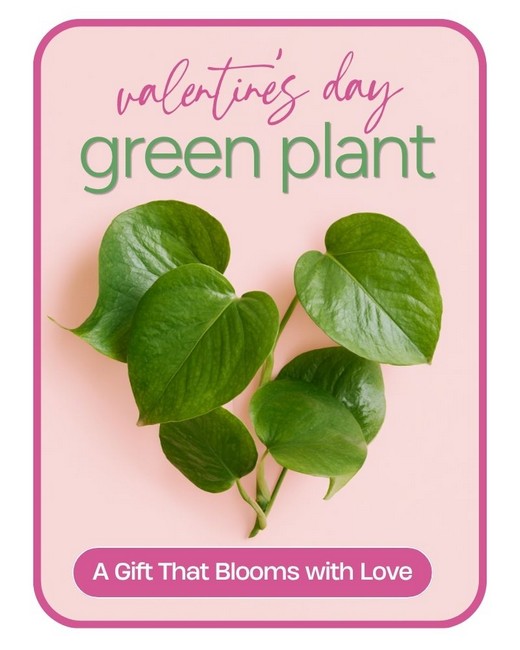 Valentine's Day Green Plant from Richardson's Flowers in Medford, NJ