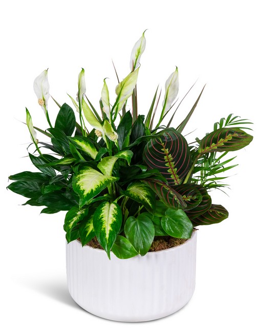 Emerald Haven Dish Garden from Richardson's Flowers in Medford, NJ