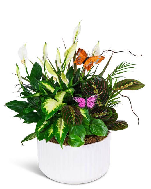 Living Serenity Dish Garden from Richardson's Flowers in Medford, NJ