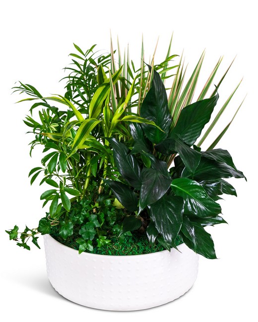 Grande Dish Garden from Richardson's Flowers in Medford, NJ