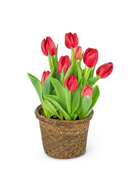 Potted Tulip Plant from Richardson's Flowers in Medford, NJ