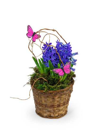 Hyacinth Plant in Basket from Richardson's Flowers in Medford, NJ