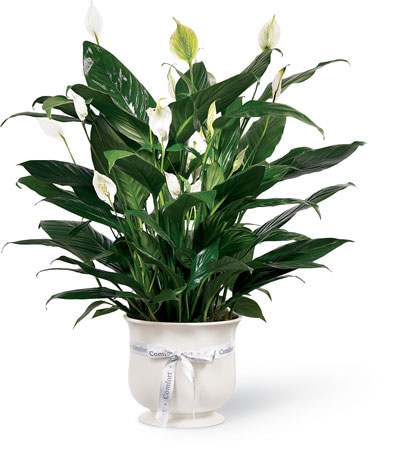 "The FTD 6"" Comfort Planter" from Richardson's Flowers in Medford, NJ