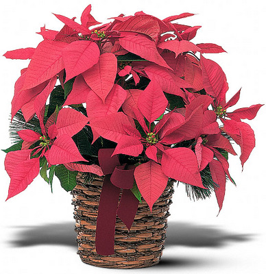 Poinsetta Basket from Richardson's Flowers in Medford, NJ