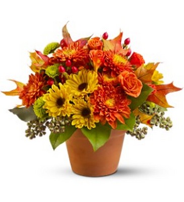 Sugar Maples from Richardson's Flowers in Medford, NJ