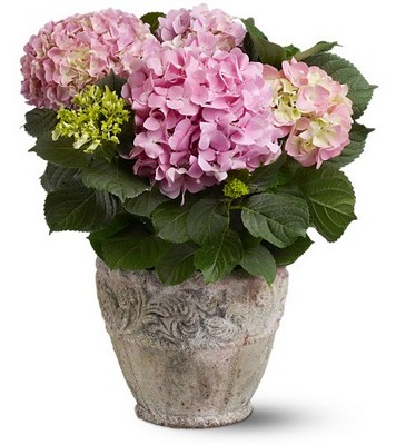 Pink Hydrangea from Richardson's Flowers in Medford, NJ
