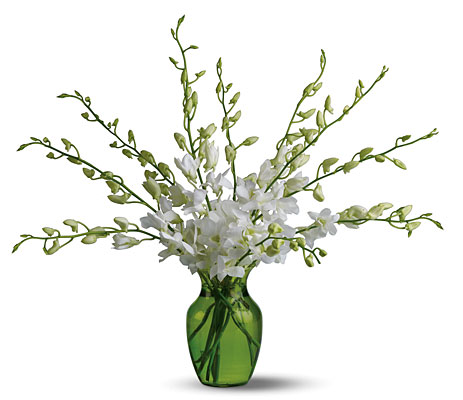 Serenity Orchids from Richardson's Flowers in Medford, NJ