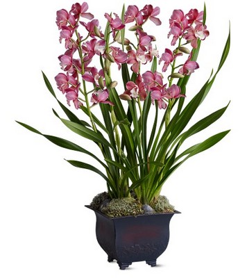 Simply Cymbidium from Richardson's Flowers in Medford, NJ