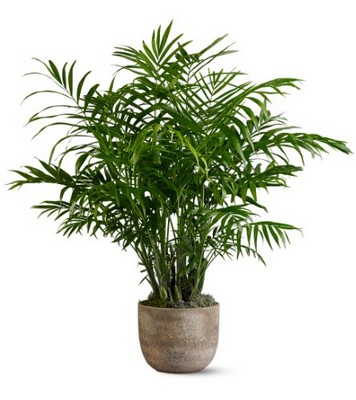Paradise Palm from Richardson's Flowers in Medford, NJ