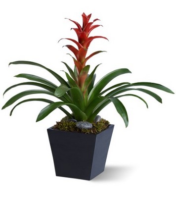 Bright Bromeliad from Richardson's Flowers in Medford, NJ