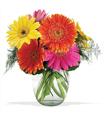 Teleflora's Fiesta Gerbera Vase from Richardson's Flowers in Medford, NJ