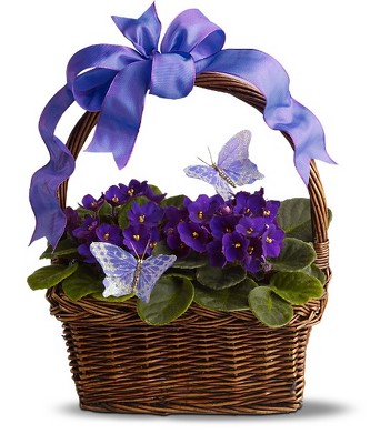 Violets and Butterflies from Richardson's Flowers in Medford, NJ