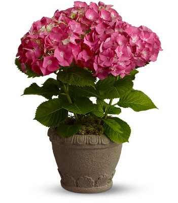 Teleflora's Heavenly Hydrangea from Richardson's Flowers in Medford, NJ