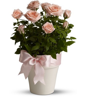 Rosy Cheeks from Richardson's Flowers in Medford, NJ