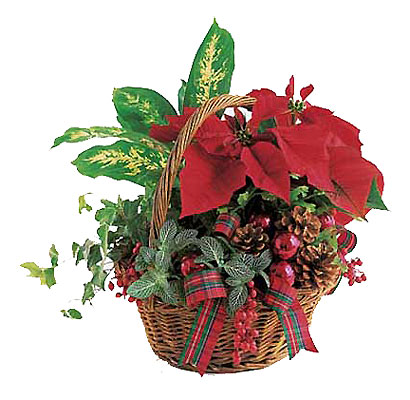 Holiday Planter Basket from Richardson's Flowers in Medford, NJ