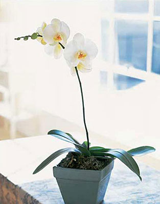Phalaenopsis Orchid Plant from Richardson's Flowers in Medford, NJ