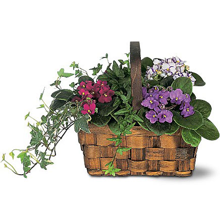 Mixed African Violet Basket from Richardson's Flowers in Medford, NJ