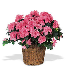 Pink Azalea from Richardson's Flowers in Medford, NJ