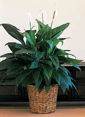 Large Spathiphyllum Plant from Richardson's Flowers in Medford, NJ