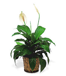 Small Spathiphyllum Plant from Richardson's Flowers in Medford, NJ